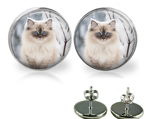 Ragdoll cat kitten winter - in,